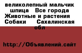 великолепный мальчик шпица - Все города Животные и растения » Собаки   . Сахалинская обл.